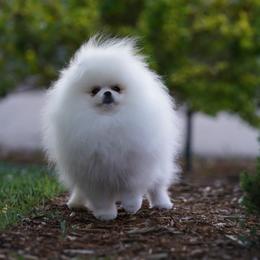 Pomeranian puppies from Diana's Pomeranians