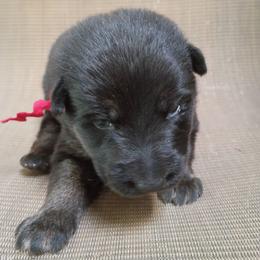 Red Boy - Black and tan male German Shepherd puppy in La Pine, Oregon from Granville/Diamond Peak German Shepherds