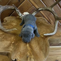 Mr.Blue - Blue male Weimaraner puppy in Appling, Georgia from Georgia Line Weimaraners