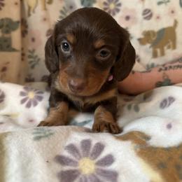 Pink-Leia - Chocolate and tan female Dachshund puppy in Waukegan, Illinois from Rolling and Howling Basset Hounds and Dachshunds