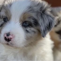 Australian Shepherd Puppies from Aussie Hill Farm