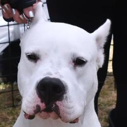 Titan - Dogo Argentino