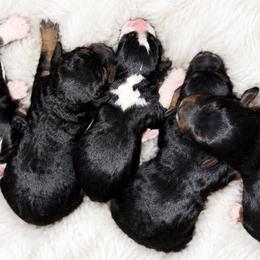 Linus - Tri-color male Bernedoodle puppy in Lancaster, Missouri from Cavapoo Acres