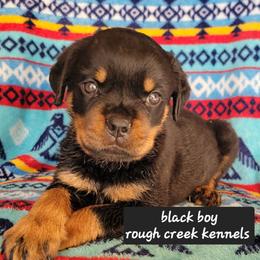 Black boy - Black and mahogany male Rottweiler puppy in Custer County, Oklahoma from Rough Creek Kennels