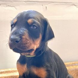 Girl 1 - female Doberman Pinscher puppy in Columbia, Maryland from Storm Cloud Doberman