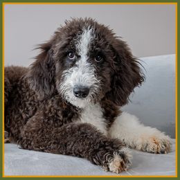 Frenchie - Black female Bernedoodle puppy in Connersville, Indiana from Deaz Doodle Ranch
