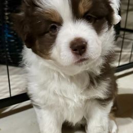 Miniature American Shepherd Puppies from Greenwood Acres Kennel