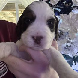 Yellow collar - Liver white and tan male English Springer Spaniel puppy in Elma, Washington from McCartney Springer’s