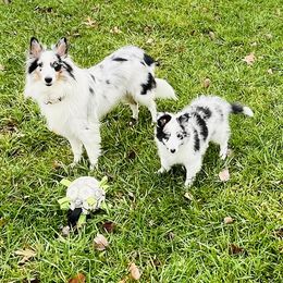 Shetland Sheepdog Puppies from Southern Charm Sheltie Farm