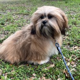 Vickie - Lhasa Apso
