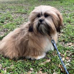 Vickie - Lhasa Apso