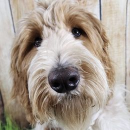 Dud - Goldendoodle