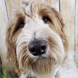Dud - Goldendoodle