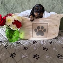Black and Tan Male - Black and tan male Dachshund puppy in Delta, Colorado from Weinderful Dachshunds