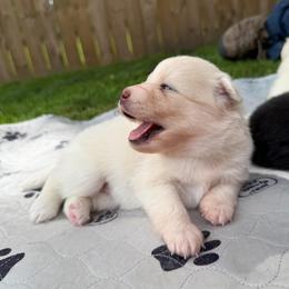 Etta Place - White female Pomsky puppy in Blue Earth, Minnesota from Blue Sky Pomsky