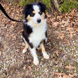 Captain - Miniature Australian Shepherd
