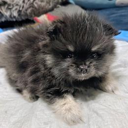 Cinder - Black and tan male Pomeranian puppy in North Port, Florida from POMRITA POM’S