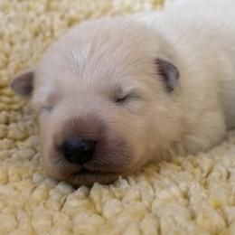 Boy 2 - male Berger Blanc Suisse puppy in Bexar County, Texas from Scenic Creek German Shepherds and White Swiss Shepherds