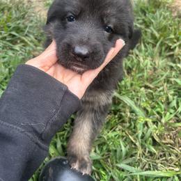 Patty - Black and tan female German Shepherd puppy in Plymouth, Massachusetts from Witmer Shepherds
