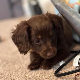 Oliver - Chocolate male Dachshund puppy in Silsbee, Texas from The Doxie Den