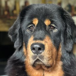 Keira - Tibetan Mastiff