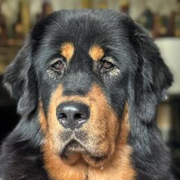Keira - Tibetan Mastiff