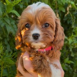 Addison - Red female Cavapoo puppy in Tucson, Arizona from Adored Poodle & Doodles