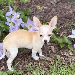 Pinto - Cream and white male Chihuahua puppy in Amity, Pennsylvania from Rhoda and Verna