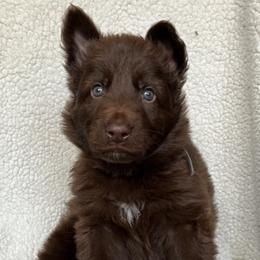 Gray collar - Liver male German Shepherd puppy in Allentown, Pennsylvania from VMH Shepherds