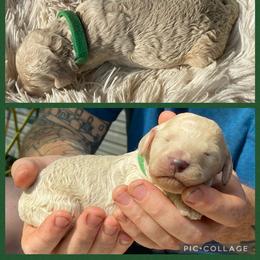 Poodle and Whoodle Puppies from Kalin’s K9s