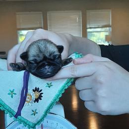 Honey - purple collar - Fawn female Pug puppy in Saint Helens, Oregon from Ebert Golden Retrievers & Pugs