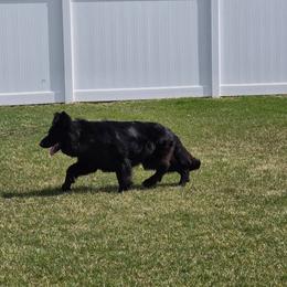 Missy - German Shepherd
