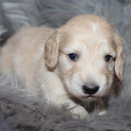 Girl 3 - Cream female Dachshund puppy in Craig, Colorado from Rocky Mountain Shih Tzus and Dry Creek Miniature Dachshunds