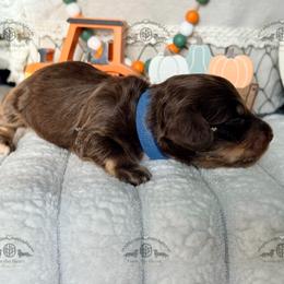 Mr. Blue-2600 - Chocolate and cream male Dachshund puppy in Sparr, Florida from From the Heart Doxies
