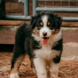 Liberty - Black tri-color female Australian Shepherd puppy in Aberdeen, North Carolina from Huckleberry Hill Aussies LLC.