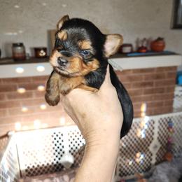 Blue Collar - Black and tan male Yorkshire Terrier puppy in Sidney, Ohio from Little Yorkie World