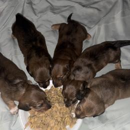 Dachshunds from Bendita Kennels