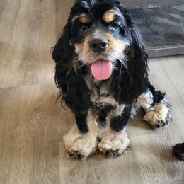 Rocky - Cocker Spaniel