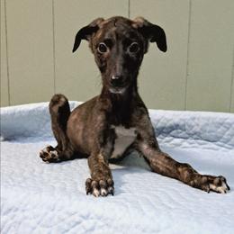 Male 3 - Black brindle and white male Greyhound puppy in Steamboat Rock, Iowa from River Valley Canines
