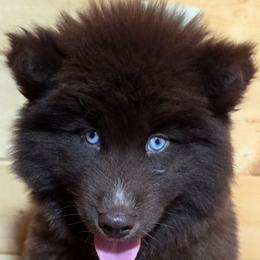 KoaKoa Puffs - Brown and white female Siberian Husky puppy in East Tawas, Michigan from BurnsBerg's Woolies