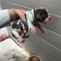 Aqua girl - Tri-Roan female English Springer Spaniel puppy in Fairfield, California from Goldridge Springers