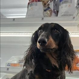Furron - Black and tan male Dachshund puppy in Jackson, Tennessee from BlackPine Kennels