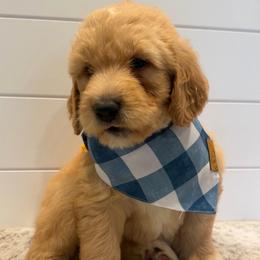 Yellow Collar Boy - Red  male Goldendoodle puppy in San Augustine, Texas from Vintage Doodles