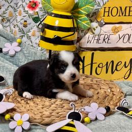 Raven - Black tri female Miniature Australian Shepherd puppy in California from Eagle River Aussies