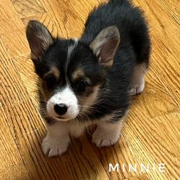 Minnie - Black and tan female Pembroke Welsh Corgi puppy in Vernal, Utah from Bingo's Kennel