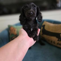 Storm - Black female Dachshund puppy in West Plains, Missouri from Spring Creek Dachshunds