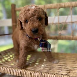 Greg - Red  male Goldendoodle puppy in Camden, North Carolina from Oopsie Doodles of NC