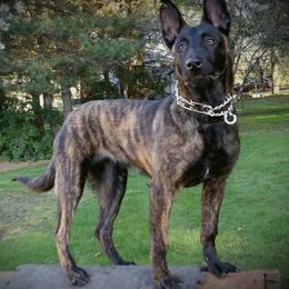 Belgian Malinois and Dutch Shepherds from Allpurposek-9