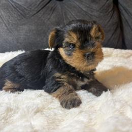 Basil - Black and tan male Yorkshire Terrier puppy in San Antonio, Texas from Sweet as dessert puppies