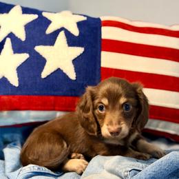 Clayton - Chocolate and tan male Dachshund puppy in Red Bluff, California from Down The Hill Potterdale